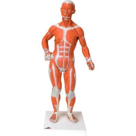 FABRICATION ENTERPRISES 3B® Anatomical Model - 1/4 Life Size Muscle Figure, 2-Part 1059905